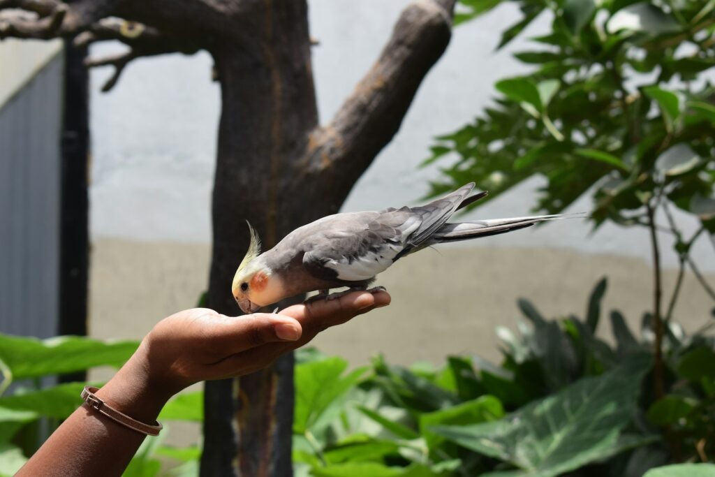 Training your cockatiel