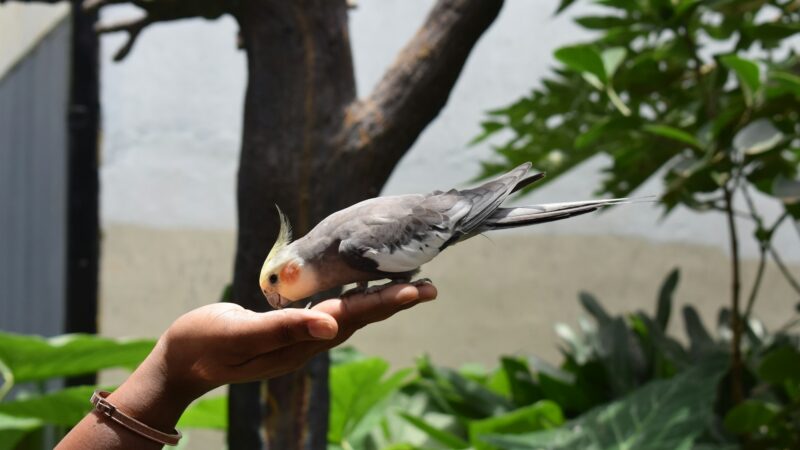 Training your cockatiel