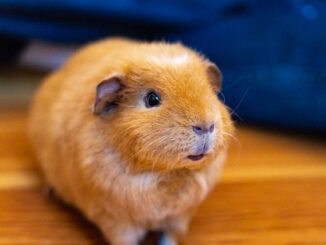 Guinea pig