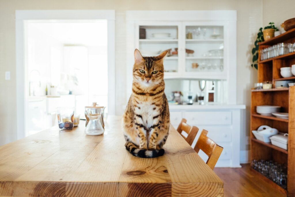 Cat and new home
