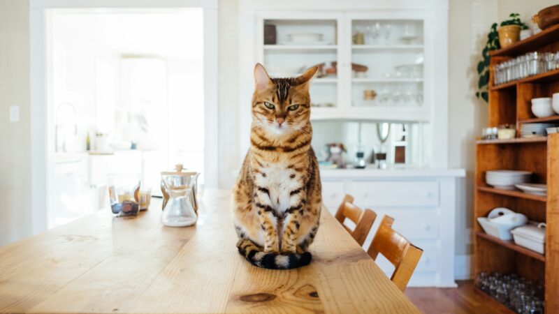 Cat and new home