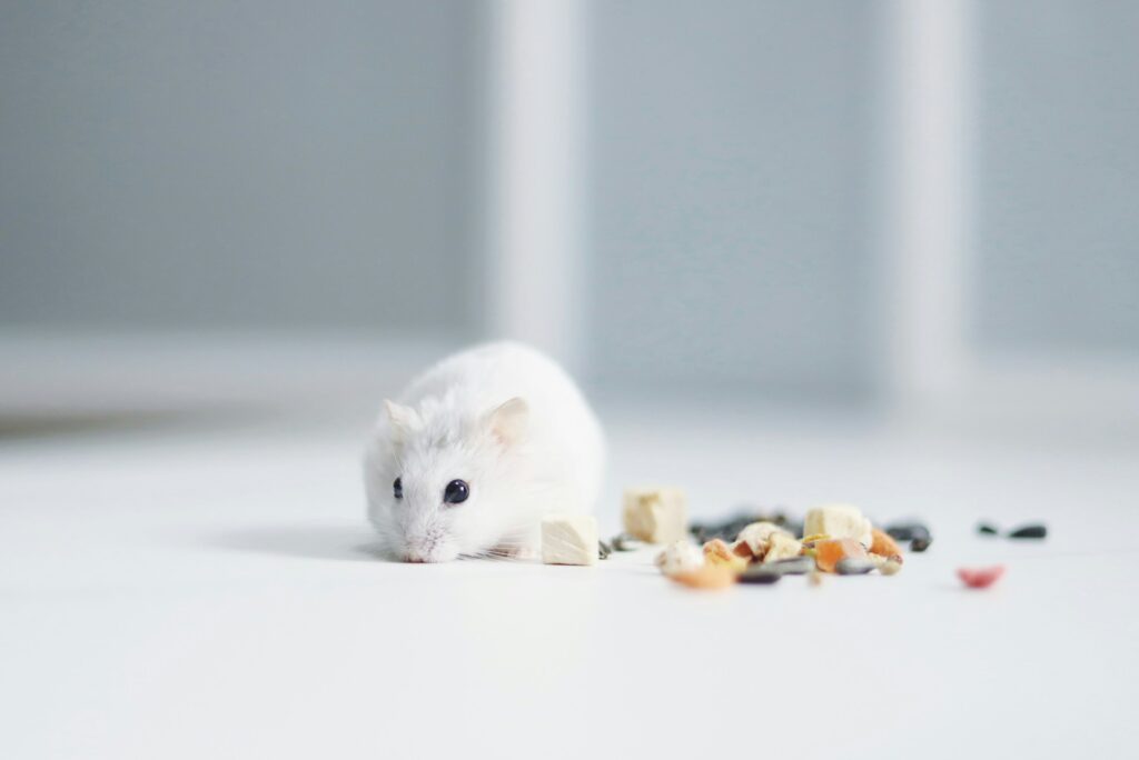 Hamster food