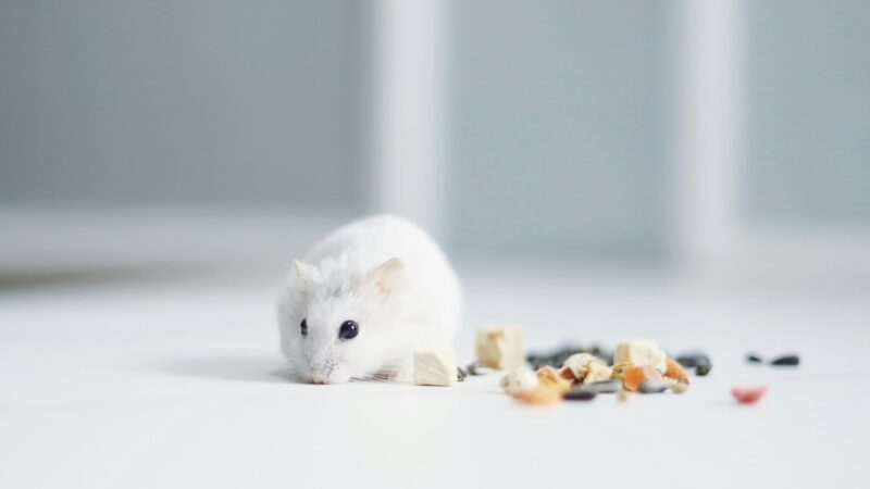 Hamster food