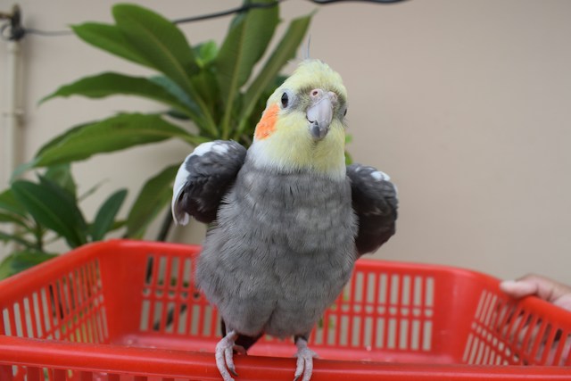Is Your Cockatiel Is Happy
