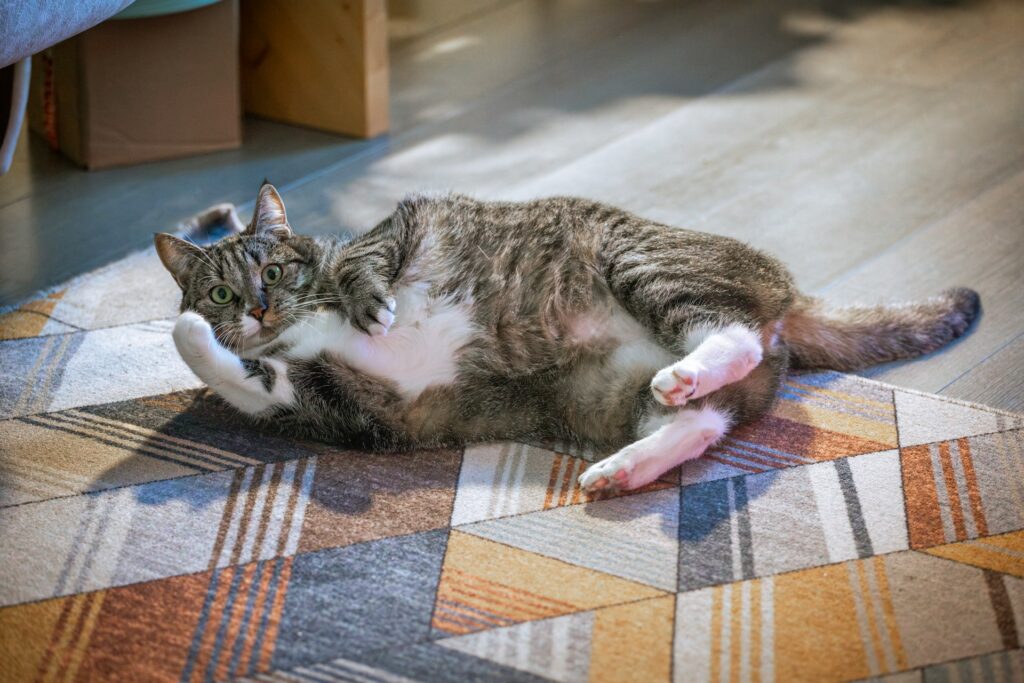 Indoor vs Outdoor Cats
