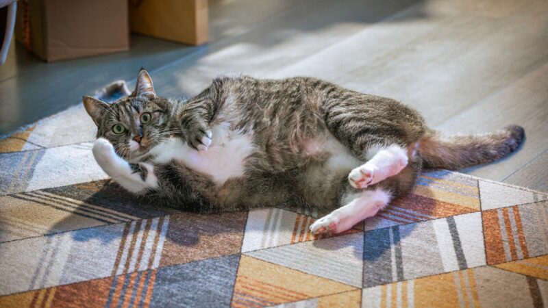 Indoor vs Outdoor Cats