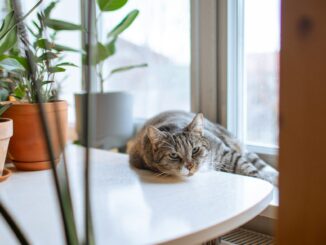 Indoor cats