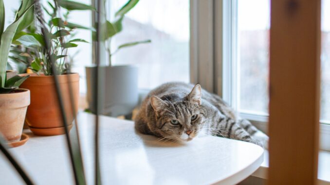 Indoor cats