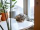 Indoor cats