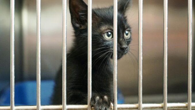 Adopt a pet