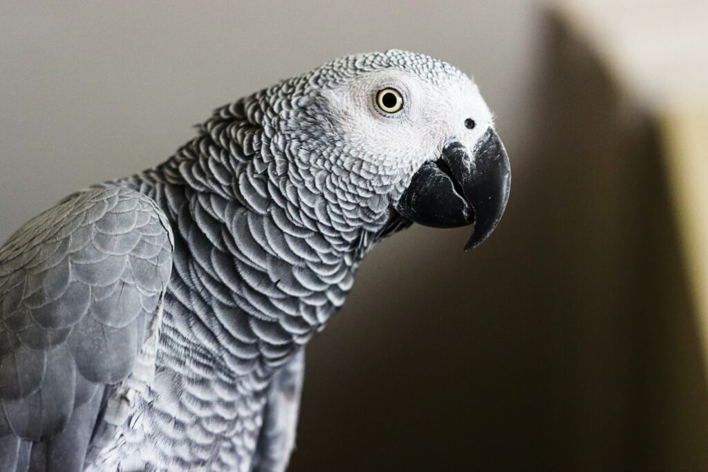 Diets fro pet parrots
