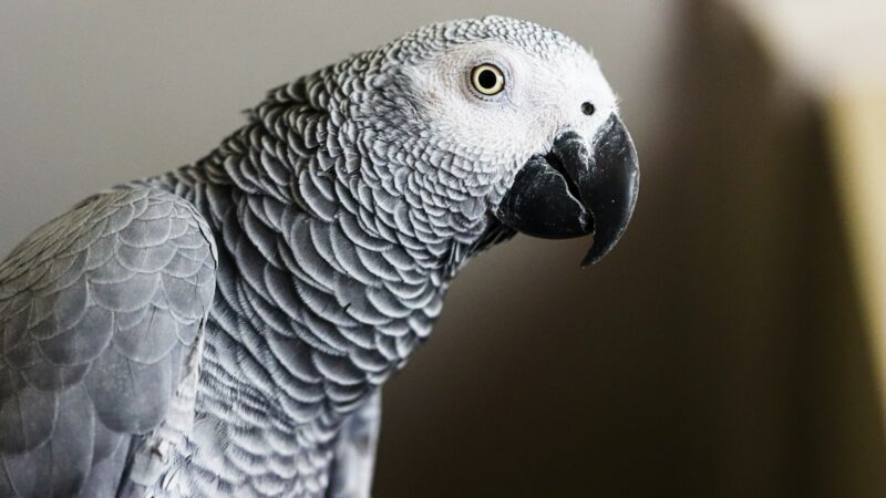 Diets fro pet parrots