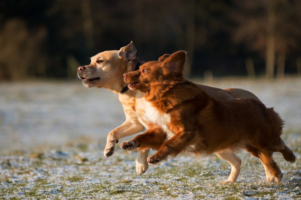 Dogs playing