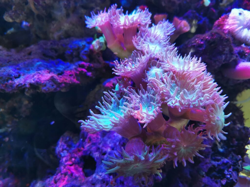 Marine coral