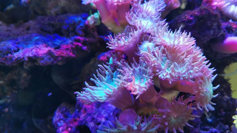 Marine coral