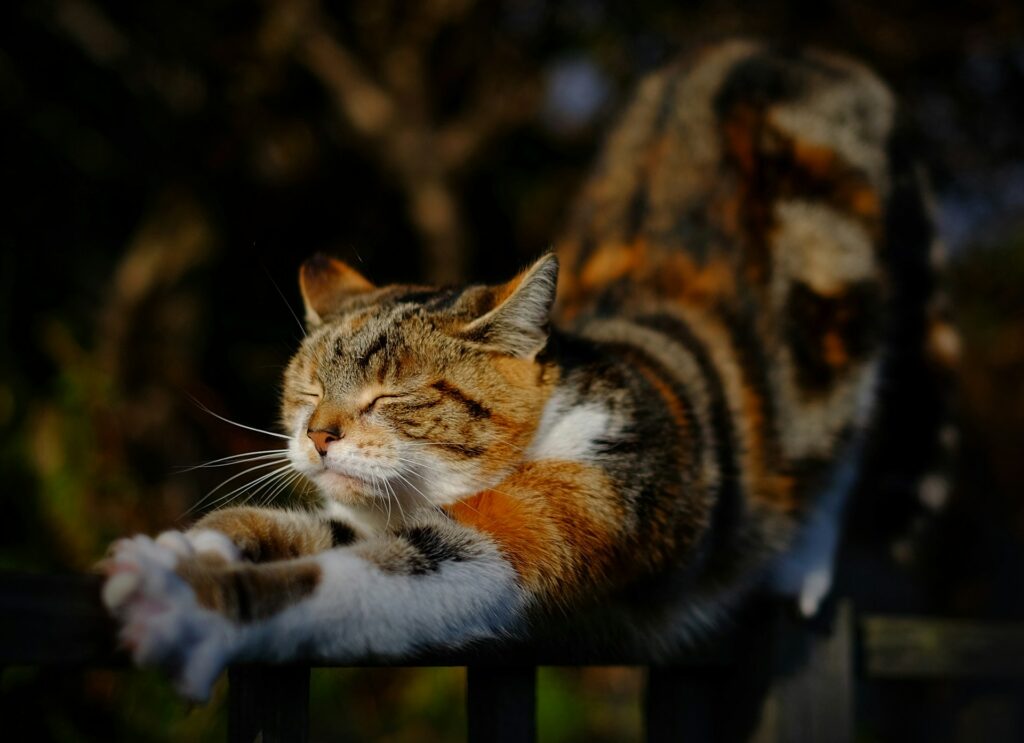 Cat kneading