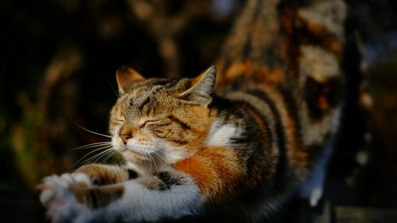 Cat kneading
